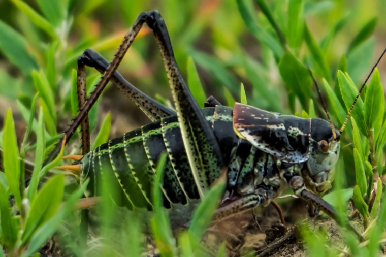 Még mindig készenléti állapot van a szöcskék miatt Szárhegyen
