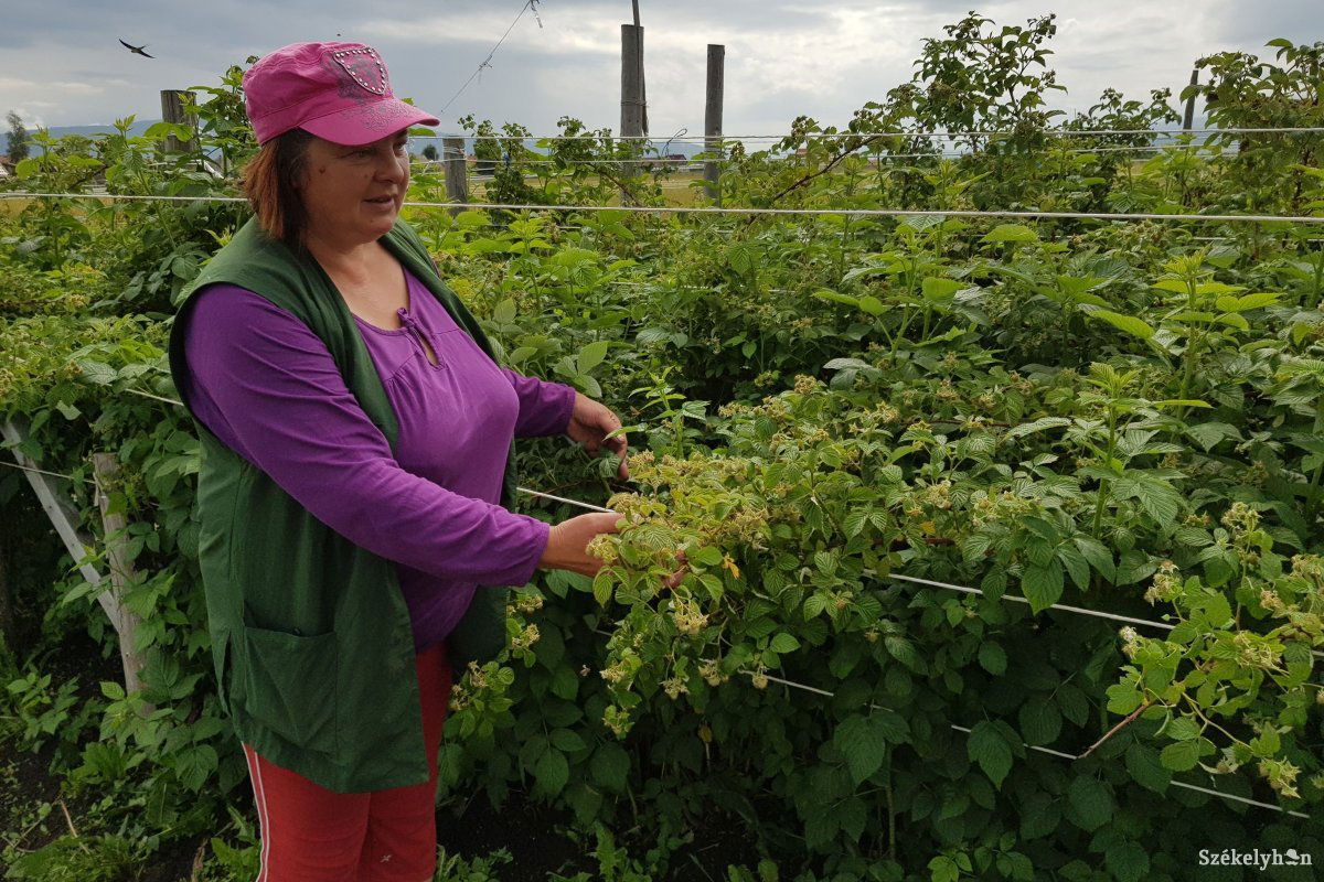 Hamarosan a málna is beérik Borzonton &bullet;  Fotó: Gergely Imre