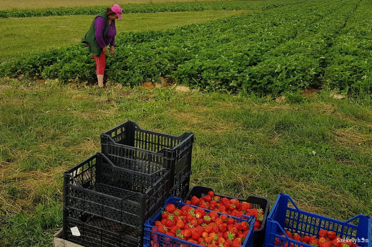 Újdonság: a gyergyószéki eperszezon • Fotó: Gergely Imre