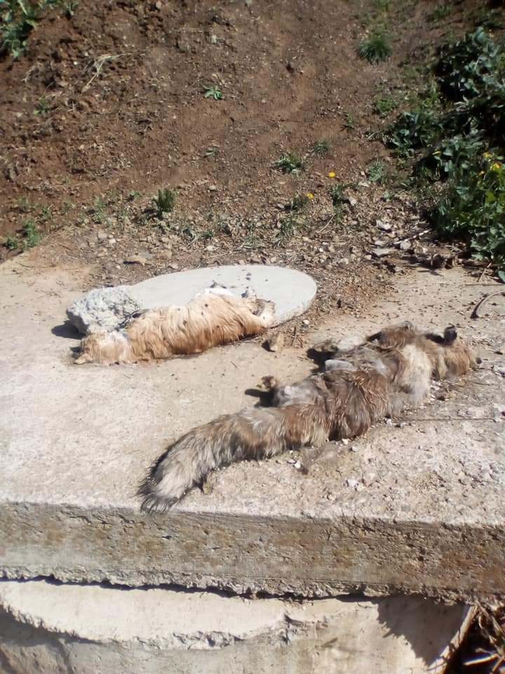 A döglött macska és róka az aknatetőn. Nem ott múlhattak ki &bullet;  Fotó: Közösen Gyergyószentmiklósért/Facebook