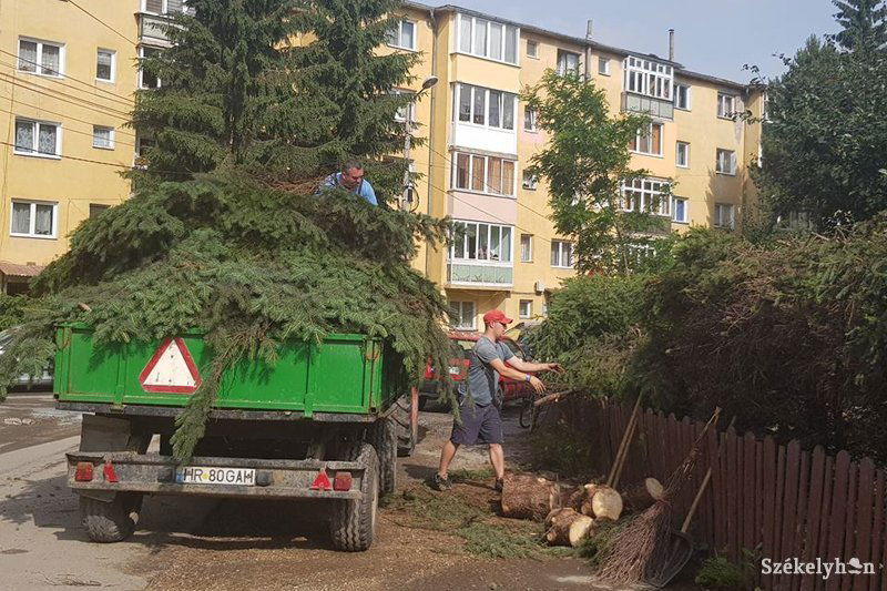 A Virág negyedben kidőlt fenyőt már reggel elszállították a mellékgazdaság emberei &bullet;  Fotó: Balázs Katalin