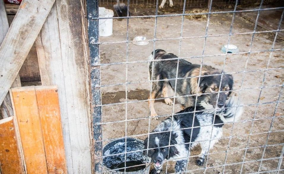 Amennyiben a tervezetet megszavazzák és hatályba lép, a megyei tanácsoknak kötelességük lesz állandó állatmenhelyeket biztosítani •  Fotó: Kolozsi Borsos Gábor