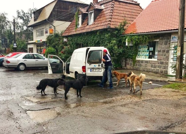 Moldvából érkeztek a gazdátlan ebek Gyergyószentmiklósra?