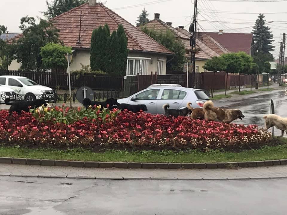 Kutyák a virágágyásban: sokan megörökítették az esetet. • Fotó: Tamás Hunor 