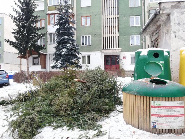 Hasznosítják a kidobott fenyőket – elsősorban tüzelőként, de nem csak