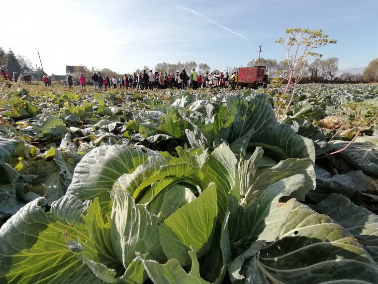 Káposztára továbbra is van igény, de vásárolni a portákon kell