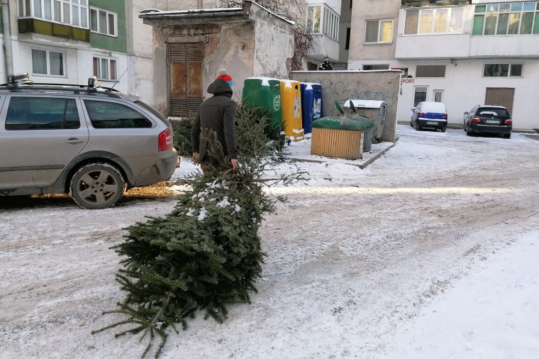 Tüzelőanyag lesz a kidobott karácsonyfákból