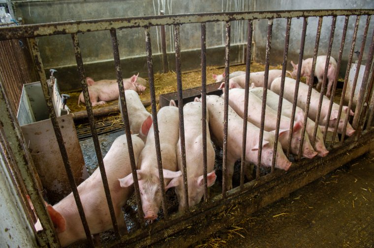 Ellenőrzik a gazdaságokat Háromszéken