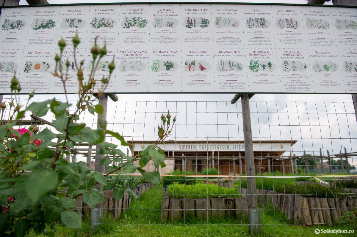 Képünk illusztráció • Fotó: Beliczay László