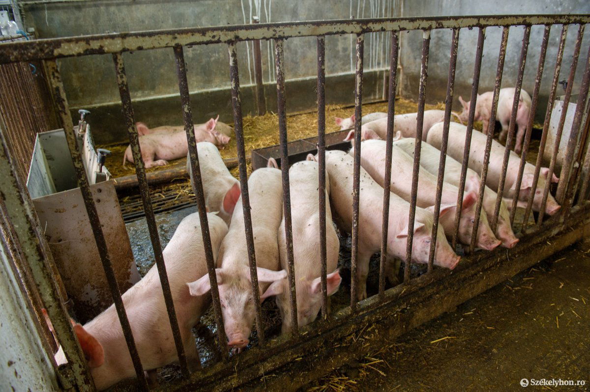 Képünk illusztráció &bullet;  Fotó: Beliczay László