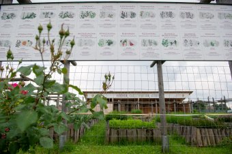 Gyógynövények régen és napjainkban – ismeretterjesztő tanfolyam Köllő Máriával