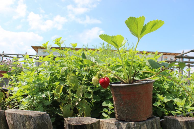 Széles a kínálat a Caritas gyergyószéki programjaiban