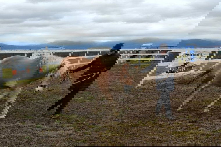 Megváltozott a lovak szerepe, így a kiképzésük is átalakult napjainkra