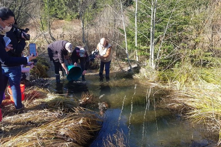 Újra pisztrángok úsznak a Békényben