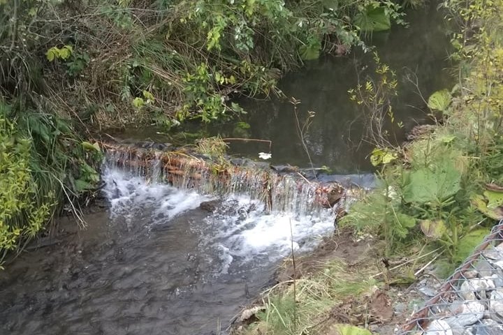 Visszatelepítik a Békény-patakába a pisztrángokat