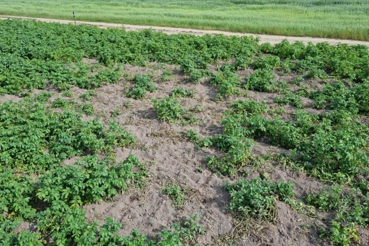 Rákaptak a pityókára a szarvasok, az életükbe kerülhet