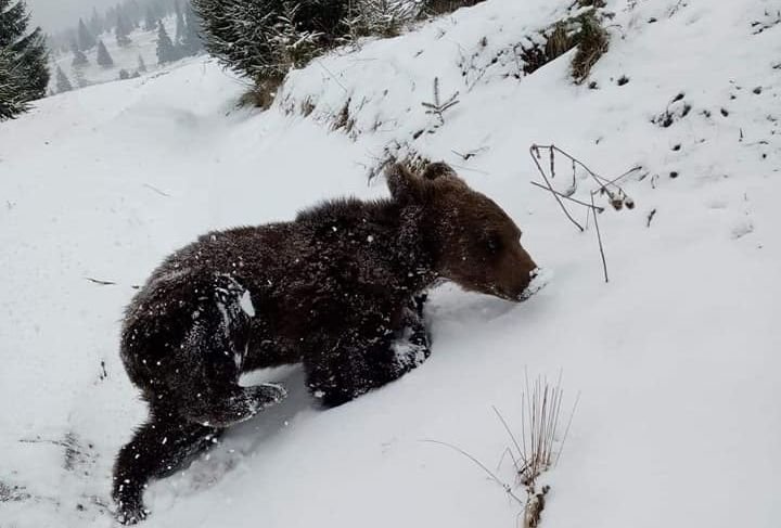 Gyergyóditróból is elszállítanák a kukázó medvebocsot
