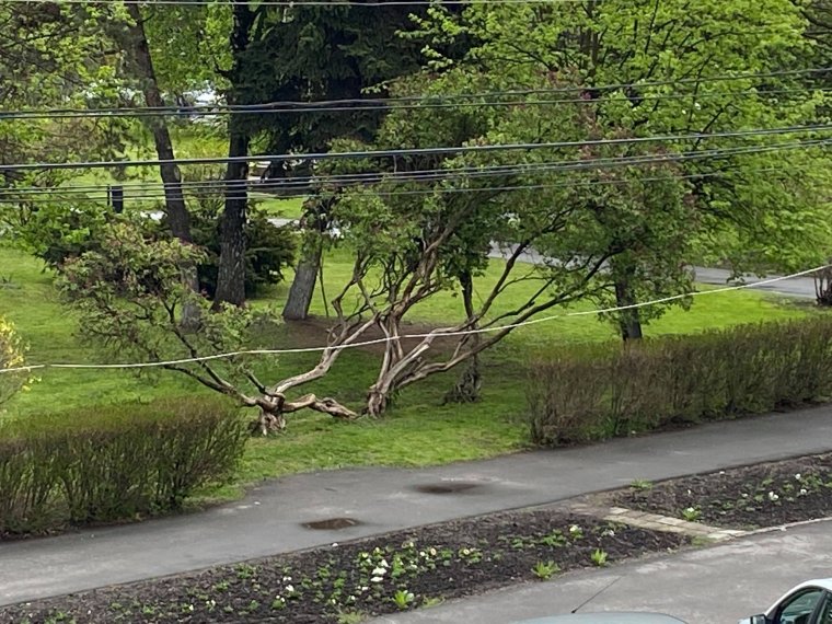 Diákok tervezhetik meg a köztéri virágágyásokat Gyergyószentmiklóson