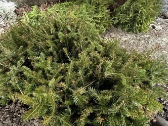 Támogatást kaphatnak az erdőtulajdonosok csemetekertek létrehozására, 57 ezer hektár új erdő létesülhet