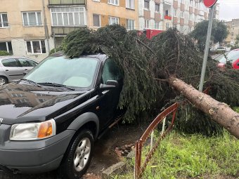 Autóra dőlt egy fa Gyergyószentmiklóson