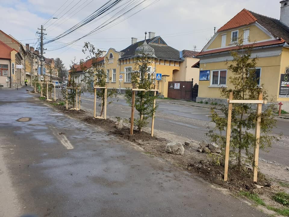 •  Fotó: Fenyő Szövetség