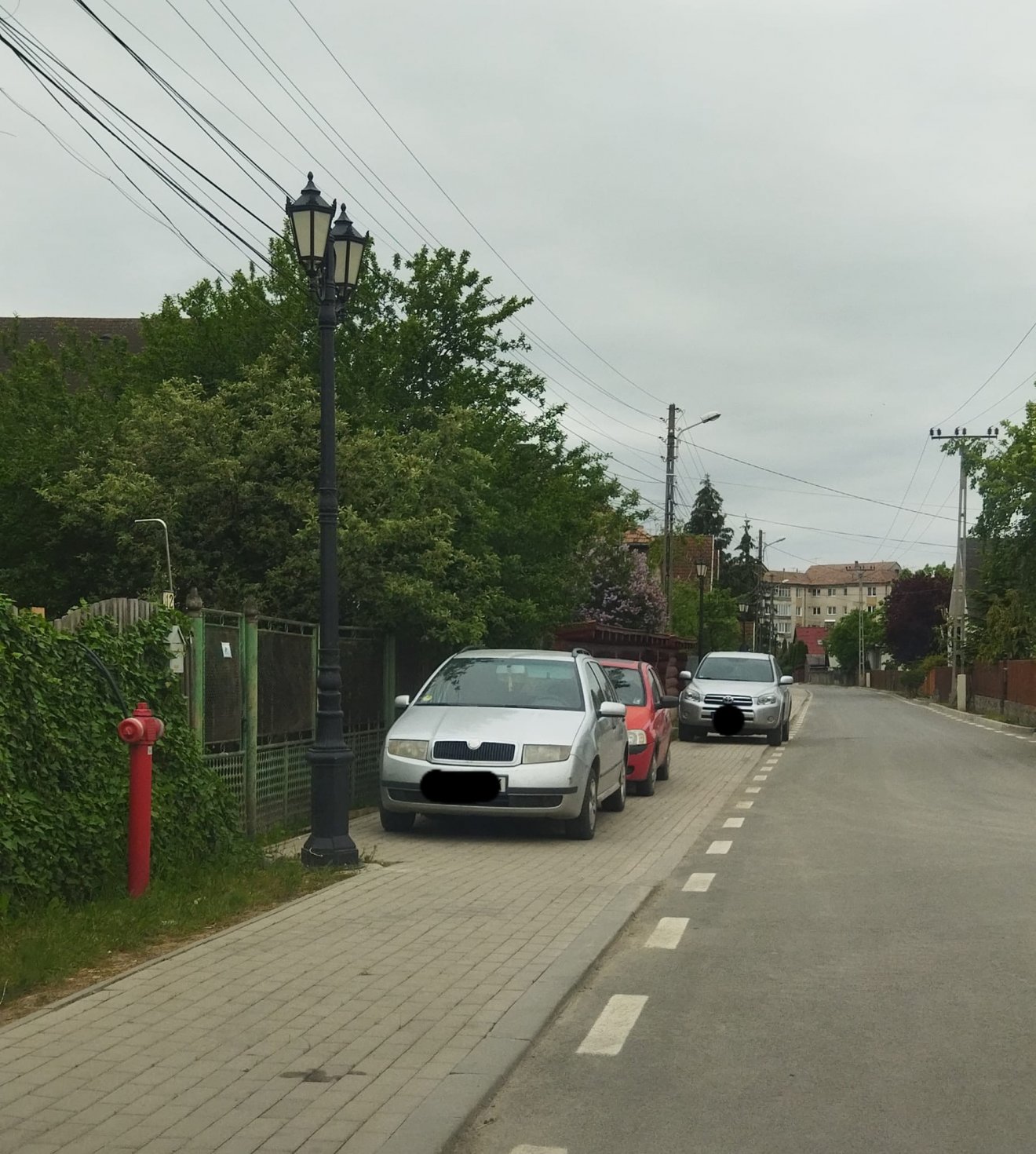 •  Fotó: Fenyő Szövetség