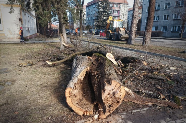 Beindították a láncfűrészeket Gyergyószentmiklóson