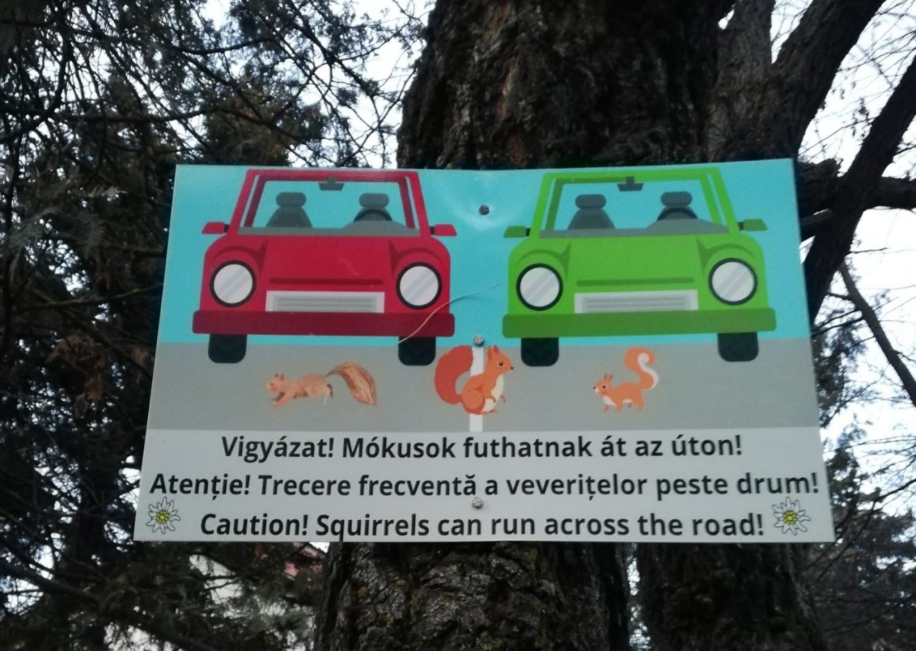 •  Fotó: Fenyő Szövetség