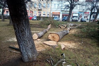 Veszélyesnek ítélt fákat vágnak ki Gyergyószentmiklóson
