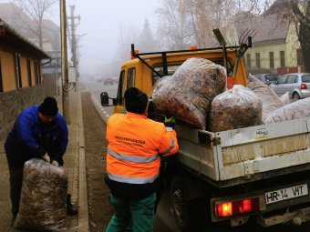 Lehet metszeni a fákat, elszállítják a zöld hulladékot