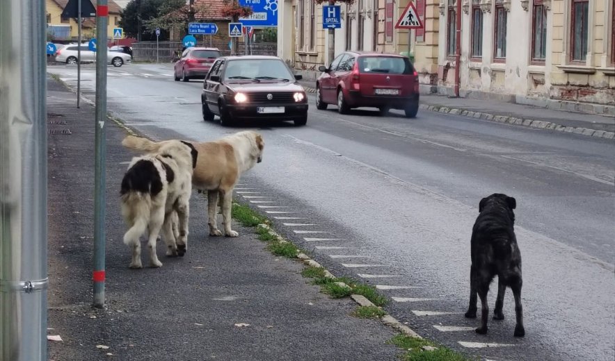 Szeptember eleje óta 22-en kerültek sürgősségire kutyaharapás miatt Gyergyószentmiklóson