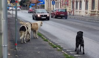 Szeptember eleje óta 22-en kerültek sürgősségire kutyaharapás miatt Gyergyószentmiklóson