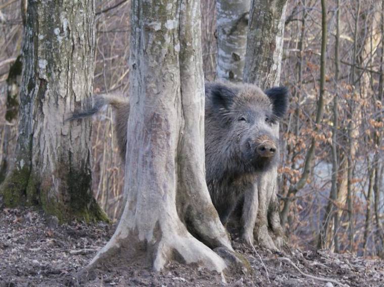 Pályázat a vadállatok természetes életteréért
