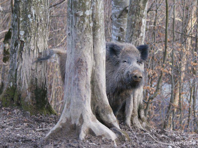 •  Fotó: Gergely Imre