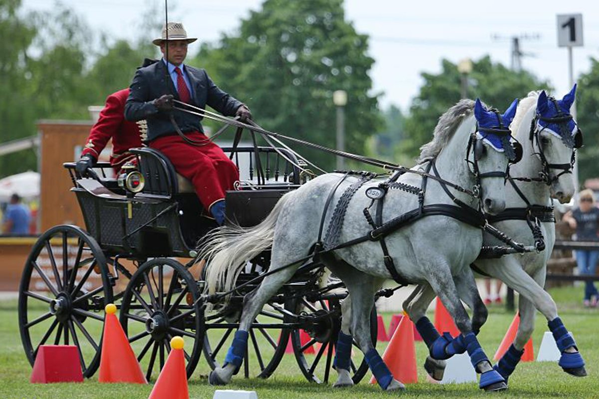 &bullet;  Fotó: Facebook/Hippoevent