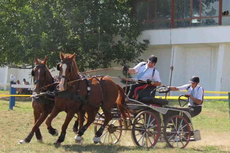 Bajkó Tibor: tíz év fogathajtás, három arany