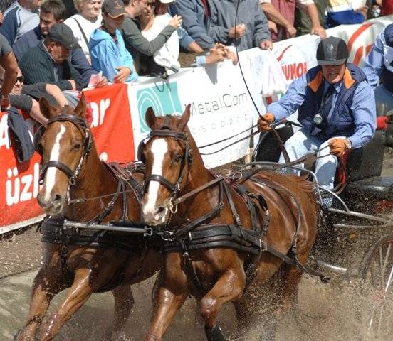 Kezdődik a fogathajtó bajnokság