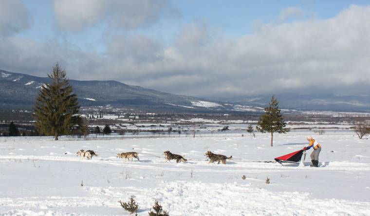Kutyaszánhúzó verseny Gyergyócsomafalván