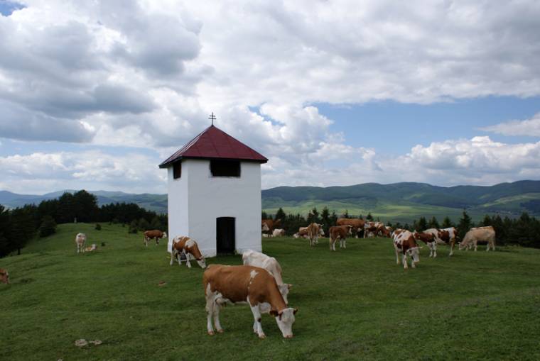Támogatás állattenyésztőknek