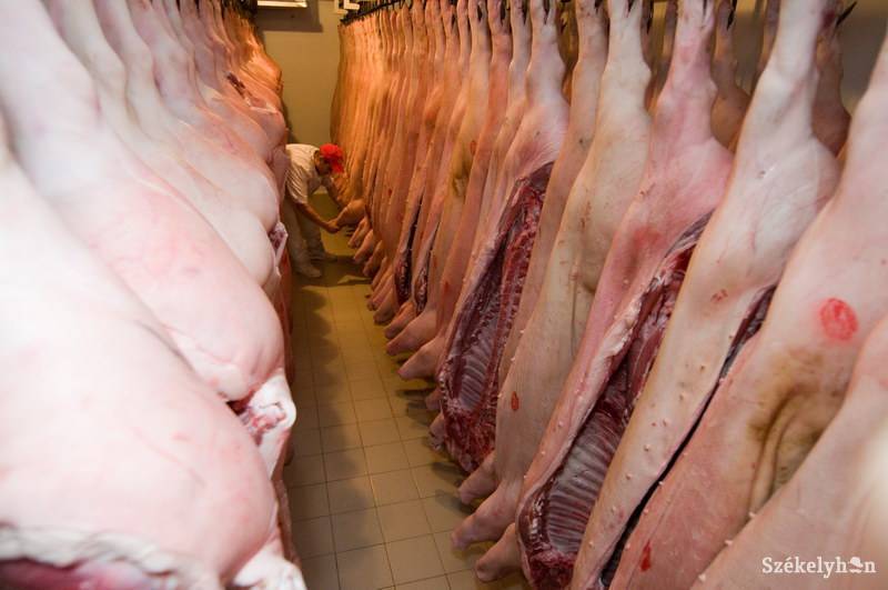 • Fotó: Kristó Róbert