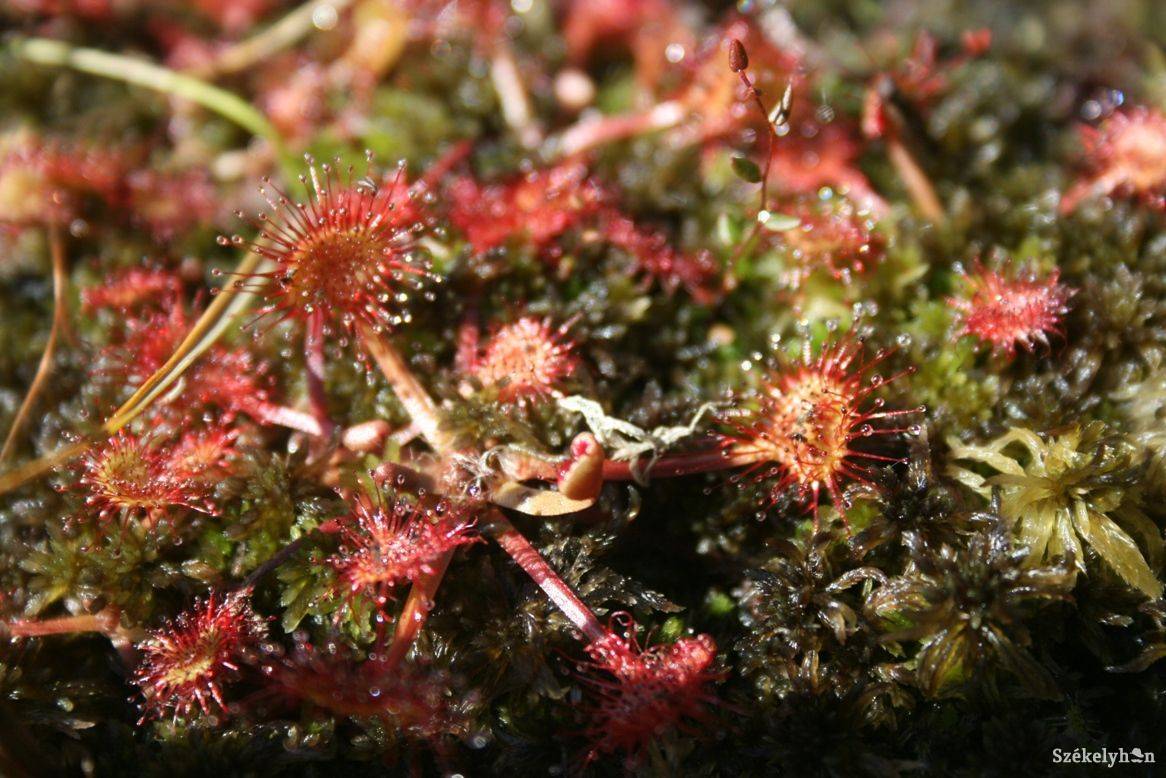 • Fotó: Vinca Minor