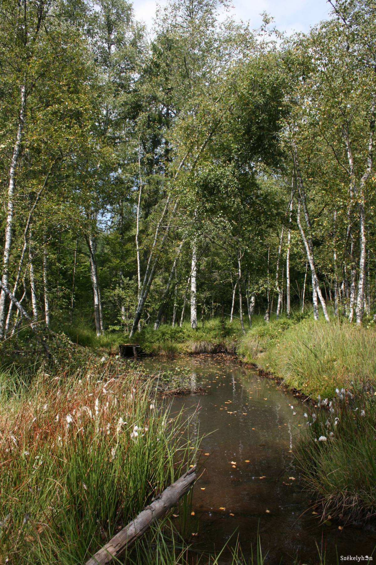 •  Fotó: Vinca Minor