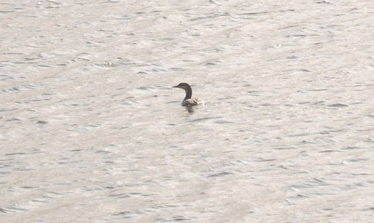 Sarki búvár a Rétyi-tónál