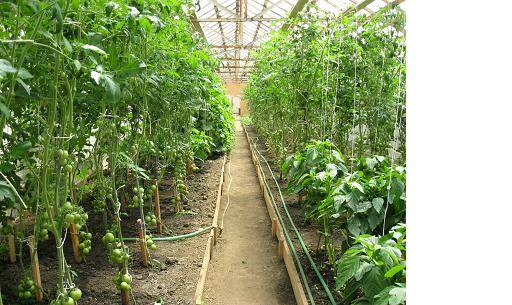 Tiszta zöldség a fogyatékosok kertészetéből