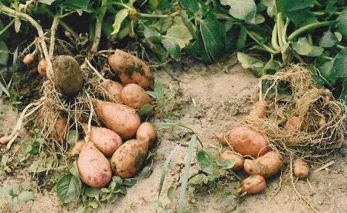 Helyi őrség kellene a terménytolvajok ellen