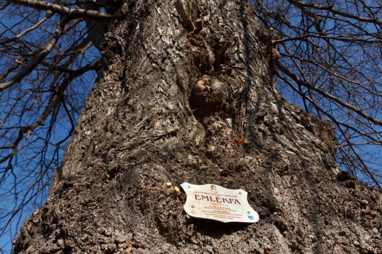 Emléktábák az Erzsébet királyné emlékére ültetett fákon