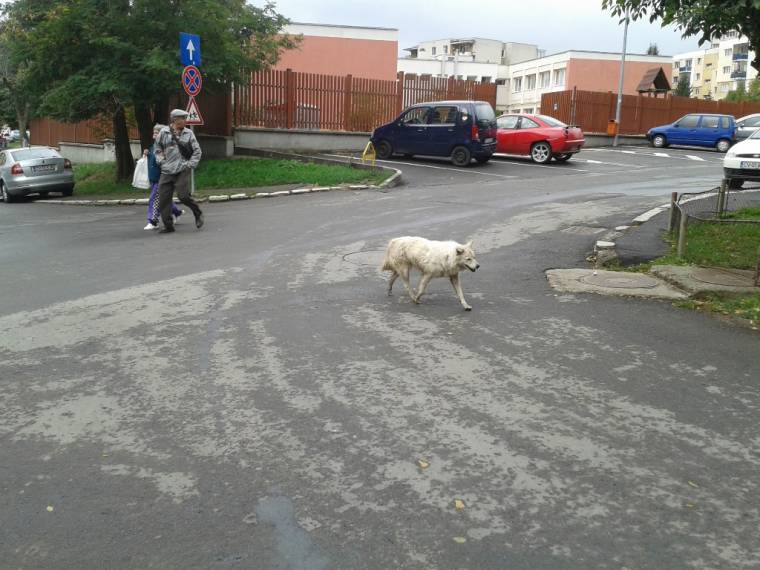 Tiltakoznak a kutyabarátok Sepsiszentgyörgyön