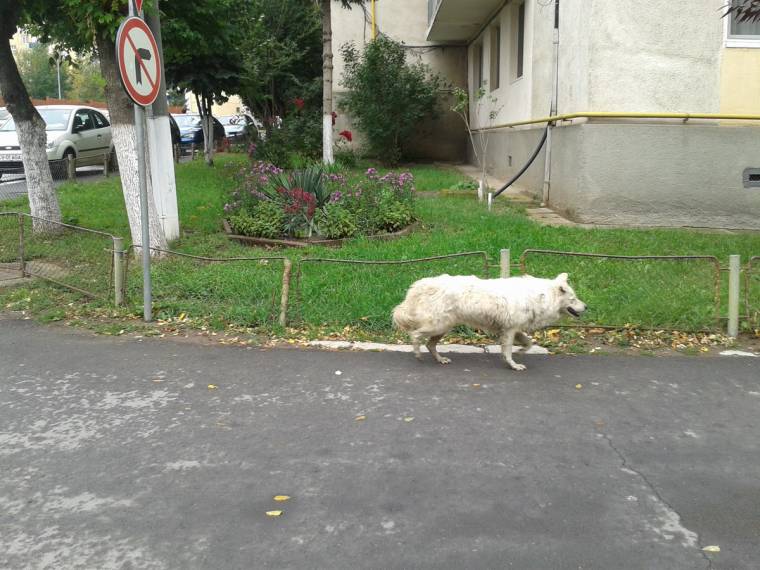 A kóbor kutyák etetése nem megoldás