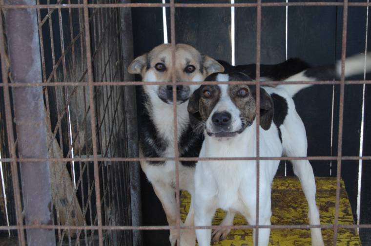 Változik a „kóborkutya-politika” Sepsiszentgyörgyön