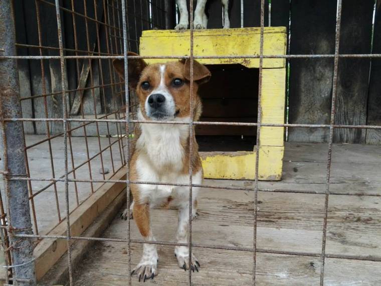 „A kutyák elaltatása nem megoldás”